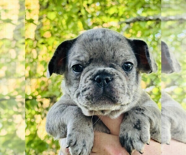 Medium Photo #1 French Bulldog Puppy For Sale in BIGFORK, MT, USA