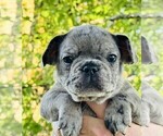 Puppy A Bar French Bulldog