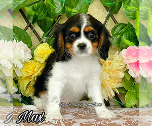 Cavalier King Charles Spaniel Puppy for sale in MIAMI, FL, USA