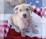 Small #15 Labrador Retriever Mix