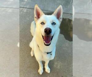 *TOFU - Male Siberian Husky Dog for Adoption - Photo #2