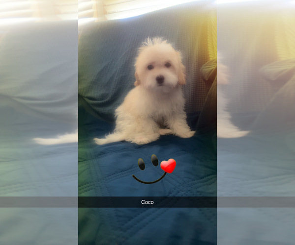 Medium Photo #6 Maltipoo (Miniature) Puppy For Sale in HIGH POINT, NC, USA