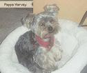 Small Photo #1 YorkiePoo Puppy For Sale in INDIANAPOLIS, IN, USA