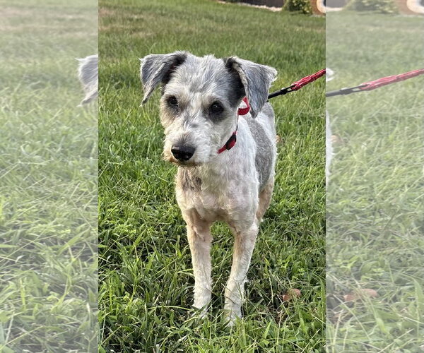 Medium Photo #1 Poodle (Toy)-Unknown Mix Puppy For Sale in Omaha, NE, USA
