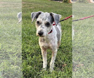 Poodle (Toy)-Unknown Mix Dogs for adoption in Omaha, NE, USA