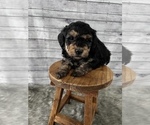 Small Photo #5 Bernedoodle (Miniature) Puppy For Sale in UNIONVILLE, IA, USA