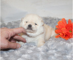 Small #2 Shiba Inu