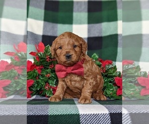 Goldendoodle (Miniature) Puppy for sale in KIRKWOOD, PA, USA