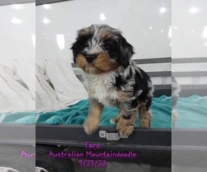 Aussiedoodle Puppy for Sale in TOPEKA, Indiana USA