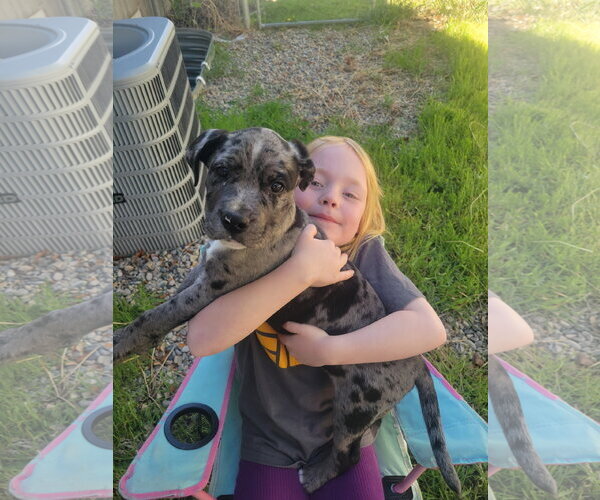 Medium Photo #5 Mutt Puppy For Sale in Sandy, UT, USA