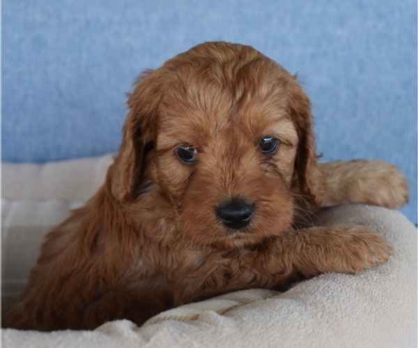 Medium Photo #2 Cavapoo Puppy For Sale in BOYCE, VA, USA