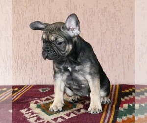 French Bulldog Puppy for sale in BROOKLYN, NY, USA