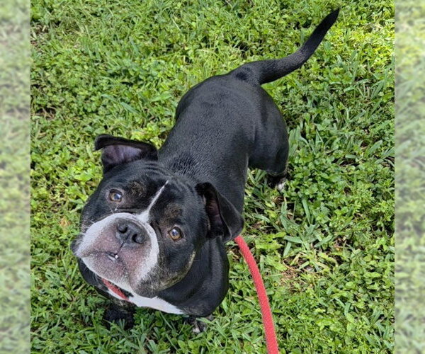 Medium Photo #1 Bulldog-Unknown Mix Puppy For Sale in Fort Lauderdale, FL, USA