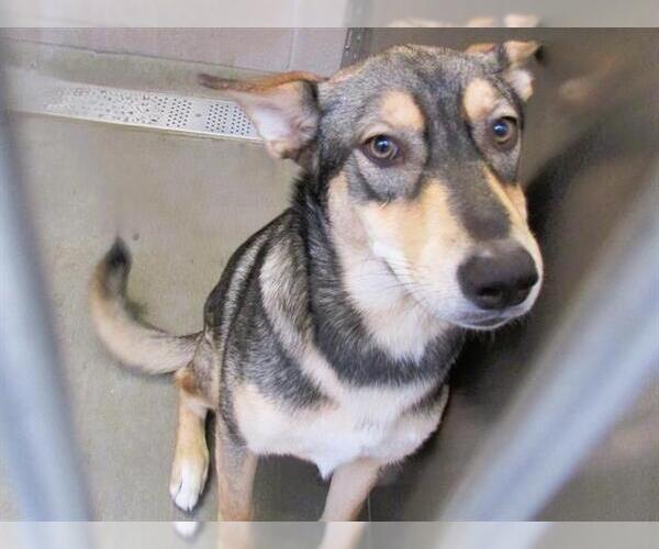 Medium Photo #1 Gerberian Shepsky Puppy For Sale in Orange, CA, USA