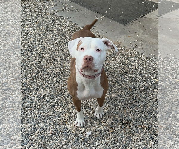 Medium Photo #3 Bullypit Puppy For Sale in SACRAMENTO, CA, USA