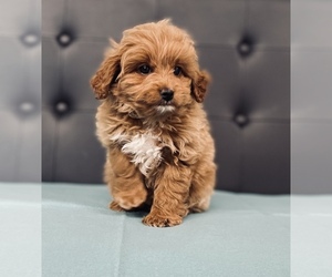 Goldendoodle-Poodle (Toy) Mix Puppy for sale in CINCINNATI, OH, USA
