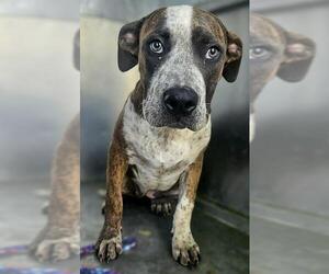 American Pit Bull Terrier Dogs for adoption in Temple, TX, USA