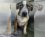 Small American Pit Bull Terrier