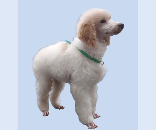 Medium Photo #1 Poodle (Standard) Puppy For Sale in Lincolnwood, IL, USA