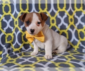 Jack Russell Terrier Puppy for sale in COLERAIN, PA, USA