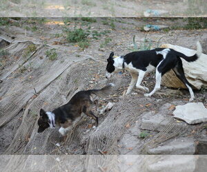 Wall_E - Male Border Collie-Unknown Mix Dog for Adoption - Photo #3