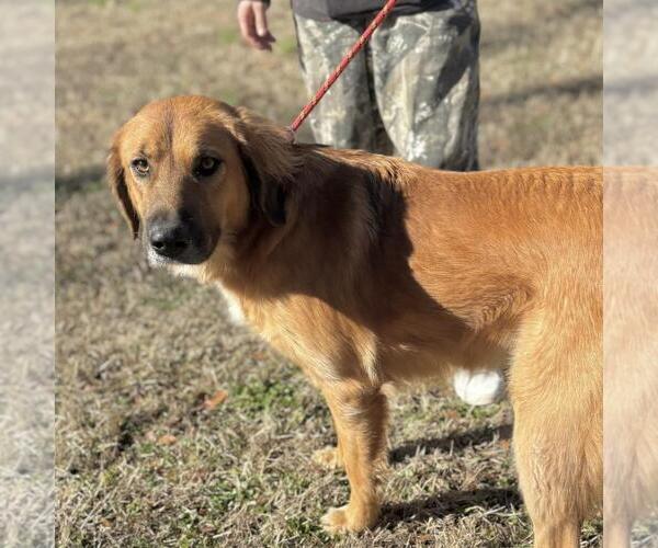 Medium Photo #3 Golden Retriever-Unknown Mix Puppy For Sale in Yardley, PA, USA