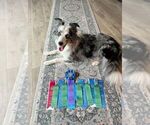 Small Photo #98 Border Collie Puppy For Sale in MOSIER, OR, USA