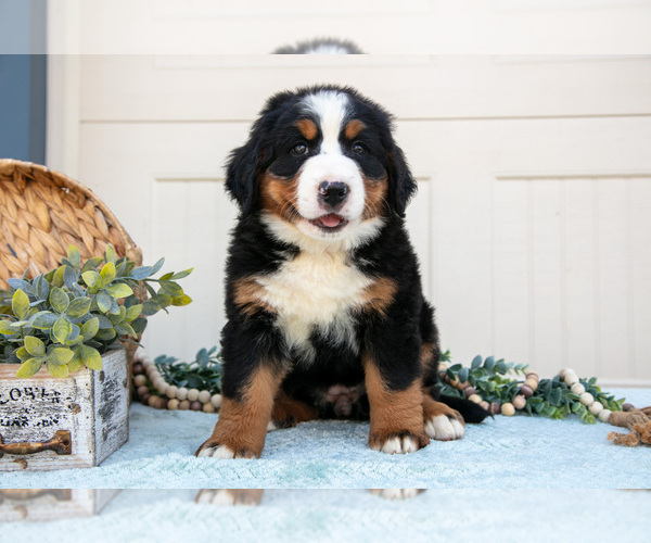 Medium Photo #19 Bernese Mountain Dog Puppy For Sale in BIRD IN HAND, PA, USA
