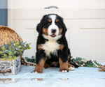 Small Photo #19 Bernese Mountain Dog Puppy For Sale in BIRD IN HAND, PA, USA