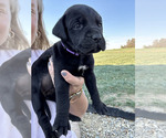 Puppy Purple Mastador