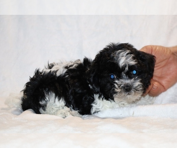 Medium Photo #26 ShihPoo Puppy For Sale in DYERSBURG, TN, USA