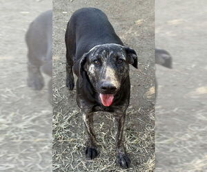 Mutt Dogs for adoption in Riverside, CA, USA