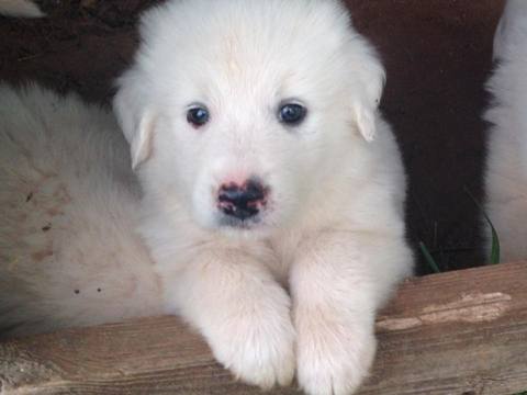 Medium Photo #1 Great Pyrenees Puppy For Sale in STATHAM, GA, USA