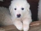 Puppy 1 Great Pyrenees