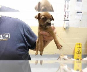 Mutt Dogs for adoption in Tulsa, OK, USA