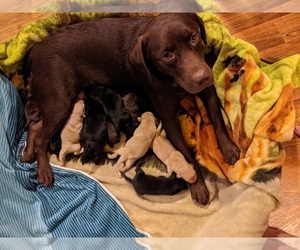 Mother of the Labrador Retriever puppies born on 10/26/2022