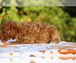 Small #10 Poodle (Toy)