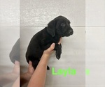 Small #3 Labrador Retriever