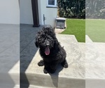 Puppy Puppy 7 Goldendoodle