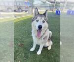 Small Photo #2 Siberian Husky Puppy For Sale in Pearland, TX, USA