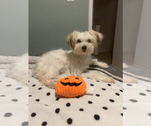 Maltipoo (Miniature) Dogs for adoption in Pacifica, CA, USA
