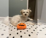 Horchata - Female Maltipoo (Miniature) Dog for Adoption - Small photo