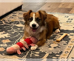 Australian Shepherd-Unknown Mix Dogs for adoption in Salt Lake City, UT, USA