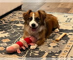 Small Australian Shepherd Mix