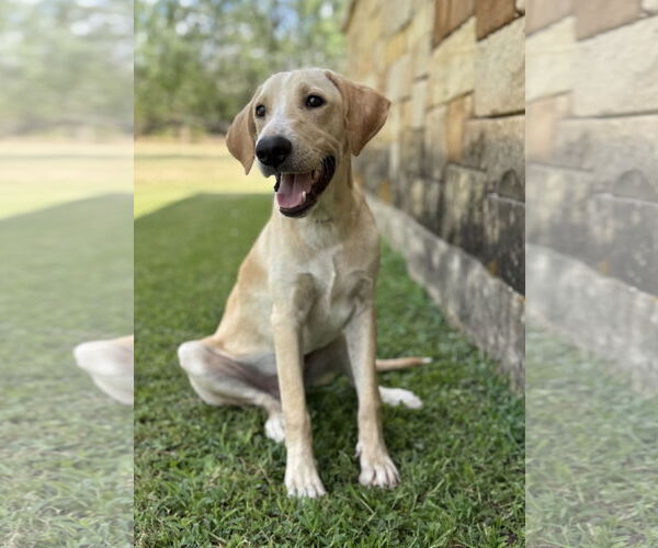 Medium Photo #1 Collie-Labrador Retriever Mix Puppy For Sale in PIPE CREEK, TX, USA