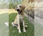 Small Collie-Labrador Retriever Mix