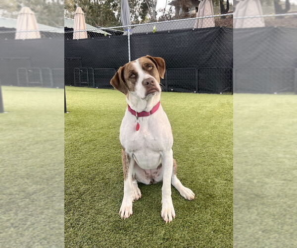 Medium Photo #1 Boxer Puppy For Sale in San Diego, CA, USA