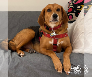 Mr. Parker - Male Mutt Dog for Adoption - Photo #3