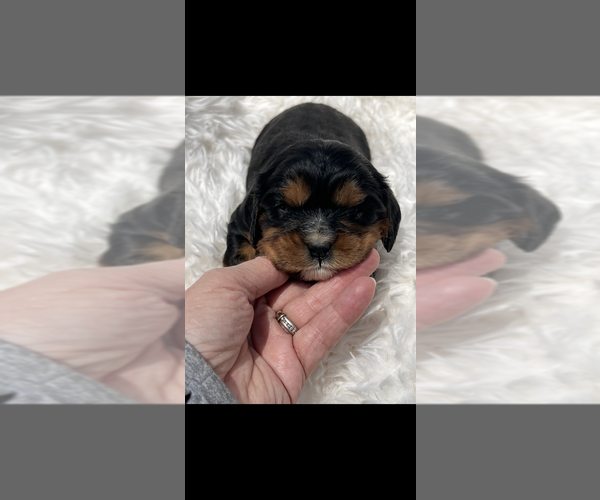 Medium Photo #3 Cavalier King Charles Spaniel Puppy For Sale in NILES, MI, USA