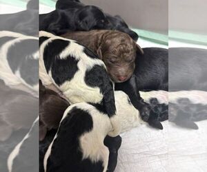 Labradoodle Dog for Adoption in OSTEEN, Florida USA